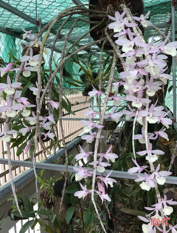 Trồng lan - thú chơi “gây nghiện”