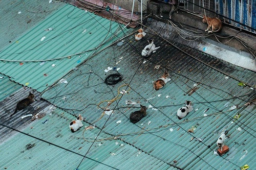 Thư giãn với những hình ảnh hài hước