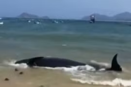 50 người giải cứu cá Ông bất thành, dân lập lễ an táng