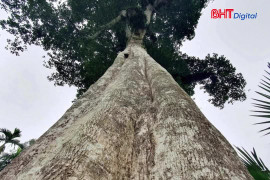 Hai cây trầm hương ở Hà Tĩnh được công nhận Cây Di sản Việt Nam