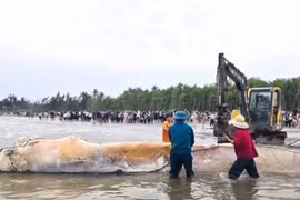 Cá voi dài gần 10 mét chết dạt vào bờ biển