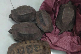 Một người dân bất ngờ phát hiện 8 cá thể quý hiếm bên đường