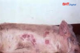 Xử lý nghiêm việc giết mổ lợn bệnh, lợn chết mang đi tiêu thụ