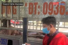 Chặn đứng vụ vận chuyển 1,6 tấn lợn nhiễm bệnh về Hải Phòng tiêu thụ
