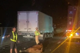 Ô tô tải làm rơi nhiều con bò trên cao tốc, giao thông rối loạn trong đêm