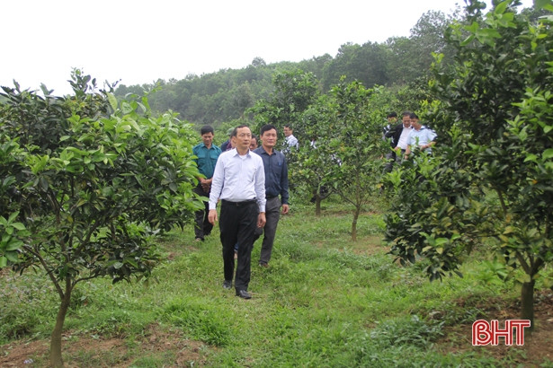 Hương Khê phát triển kinh tế vườn, nâng cao chất lượng cuộc sống cho người dân
