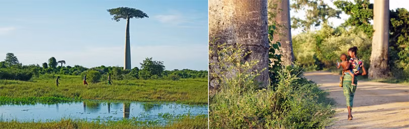 Đại lộ cây mọc ngược 3.000 năm tuổi tựa cảnh đẹp ở hành tinh khác