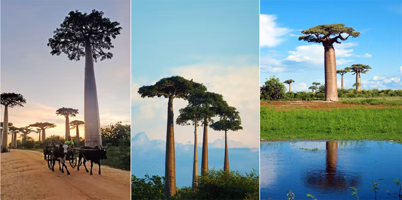 Đại lộ cây mọc ngược 3.000 năm tuổi tựa cảnh đẹp ở hành tinh khác