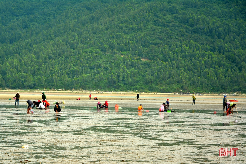 Vui như “săn” ốc đinh trên bãi triều sông Vịnh