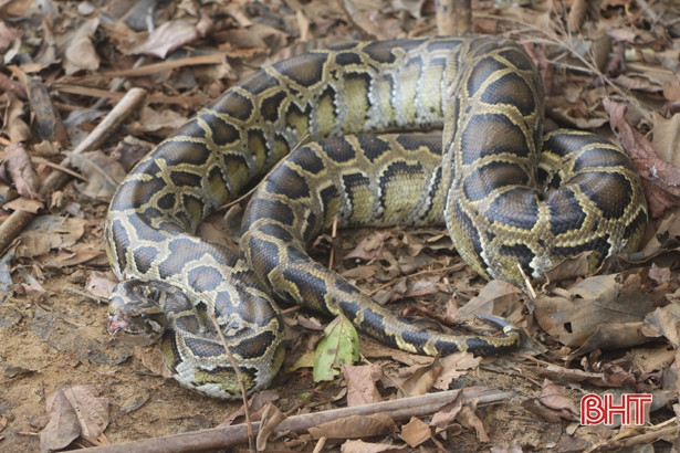 Vườn Quốc gia Vũ Quang thả 5 cá thể trăn gấm về môi trường tự nhiên