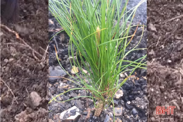 Chưa đầy tháng đã phủ xanh 26 ha rừng sau vụ cháy kinh hoàng ở Hà Tĩnh