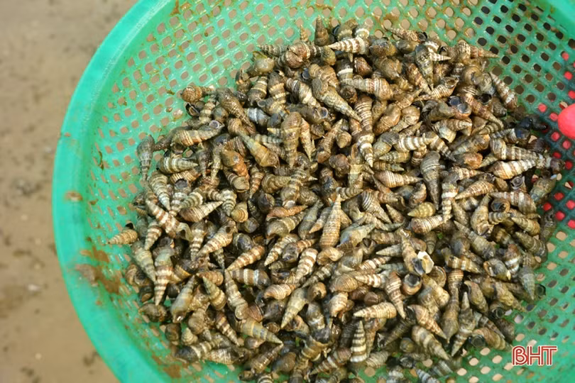 Vui như “săn” ốc đinh trên bãi triều sông Vịnh