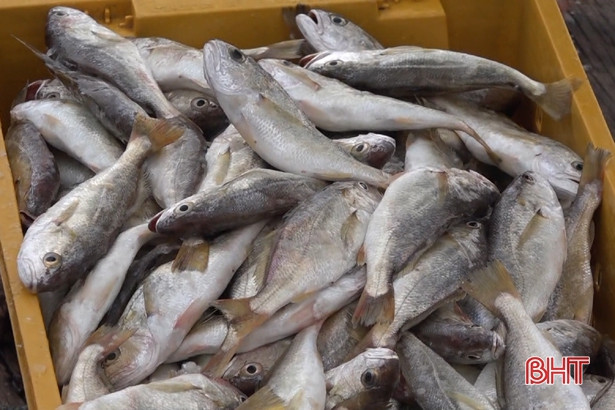 Ngư dân Cẩm Nhượng trúng đậm cá đù đầu năm