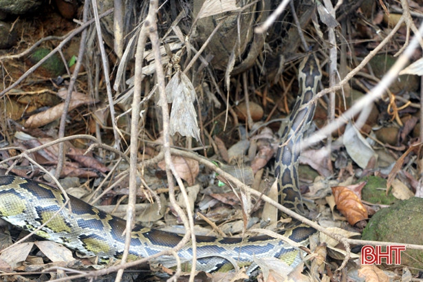 Vườn Quốc gia Vũ Quang thả 5 cá thể trăn gấm về môi trường tự nhiên