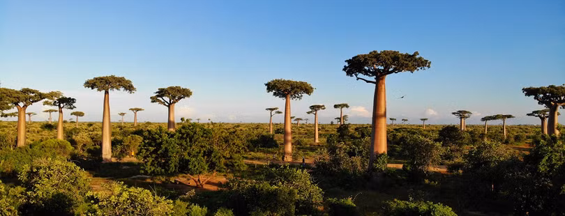 Đại lộ cây mọc ngược 3.000 năm tuổi tựa cảnh đẹp ở hành tinh khác