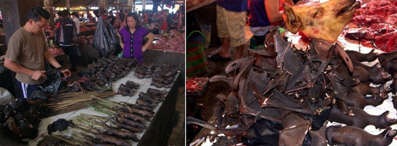 Khu chợ bán thịt dơi, rắn đáng sợ nhất Indonesia