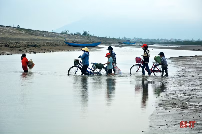 Vui như “săn” ốc đinh trên bãi triều sông Vịnh