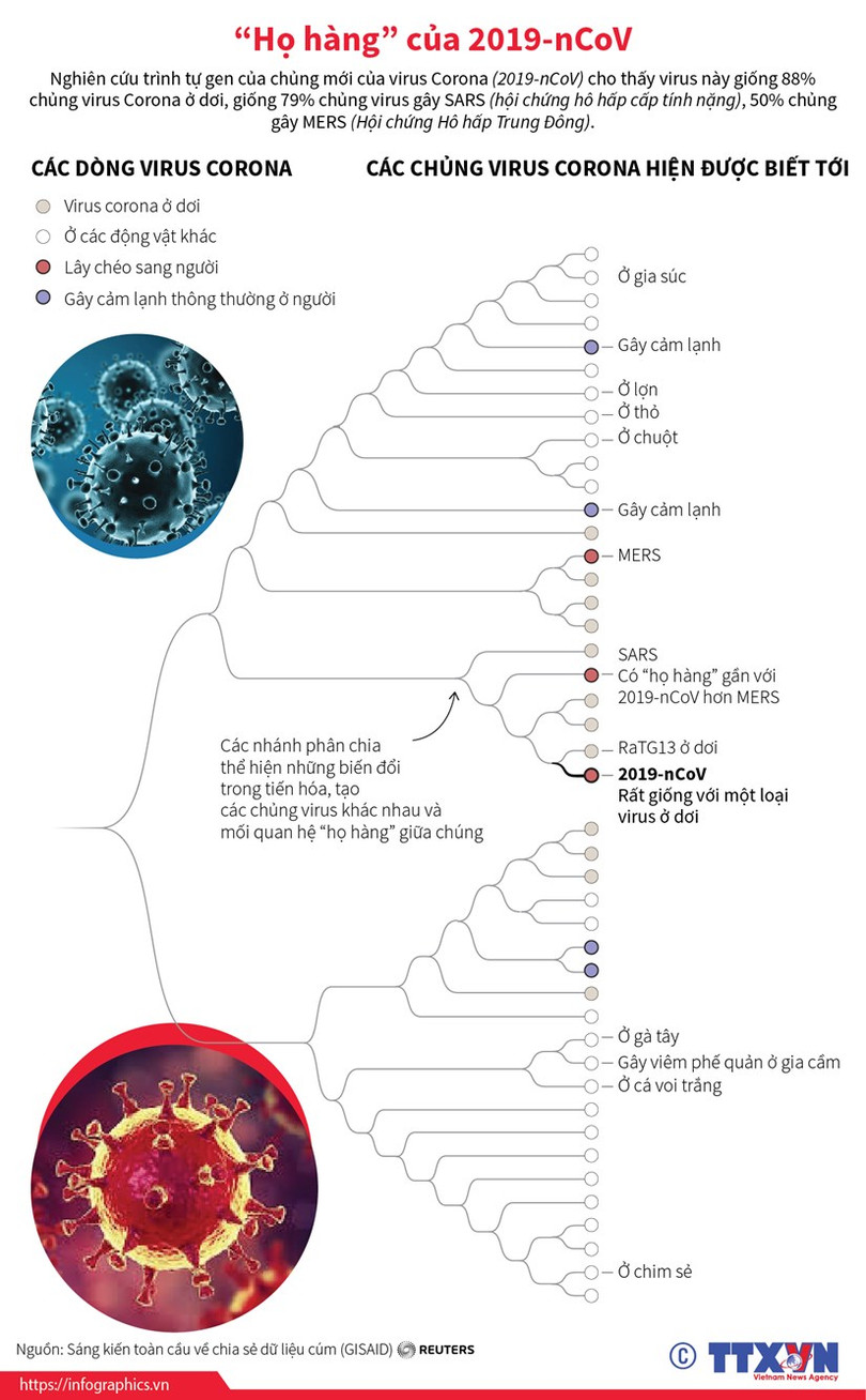 Infographics: Tìm hiểu những “”họ hàng“” của virus chủng 2019-nCoV