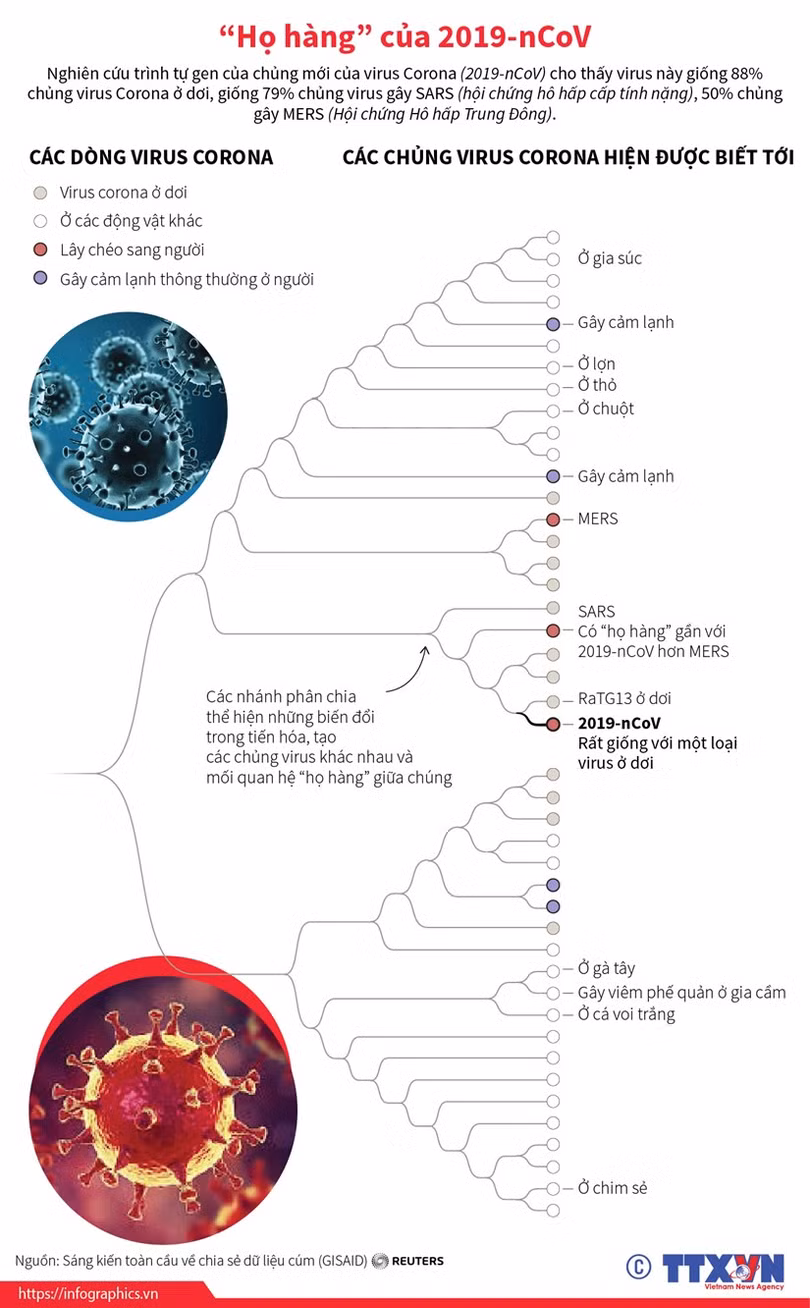 Infographics: Tìm hiểu những “”họ hàng“” của virus chủng 2019-nCoV