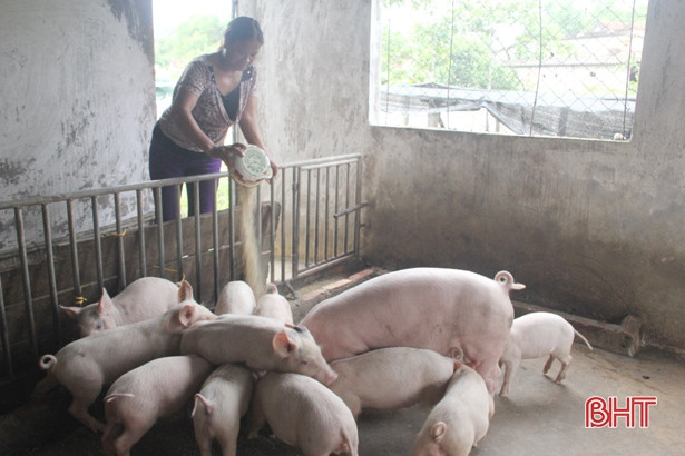 5 xã ở Hà Tĩnh tái phát dịch tả lợn châu Phi