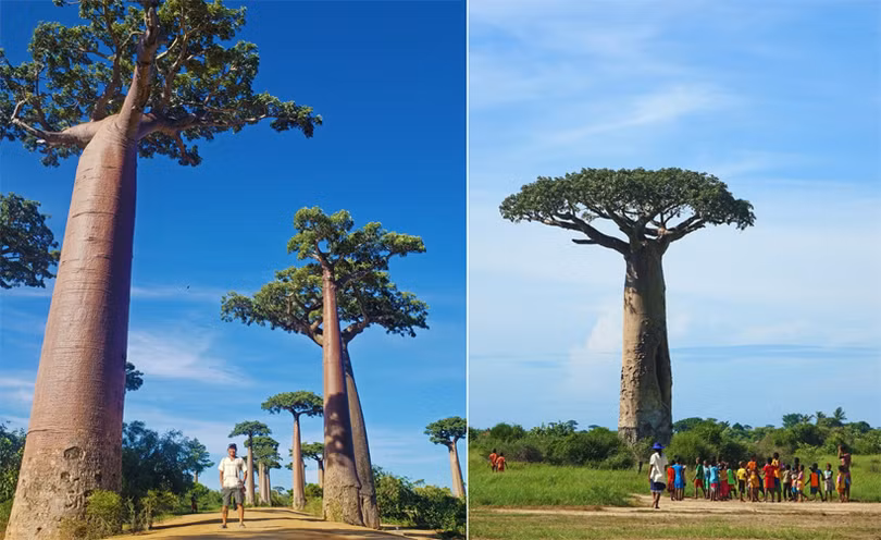 Đại lộ cây mọc ngược 3.000 năm tuổi tựa cảnh đẹp ở hành tinh khác