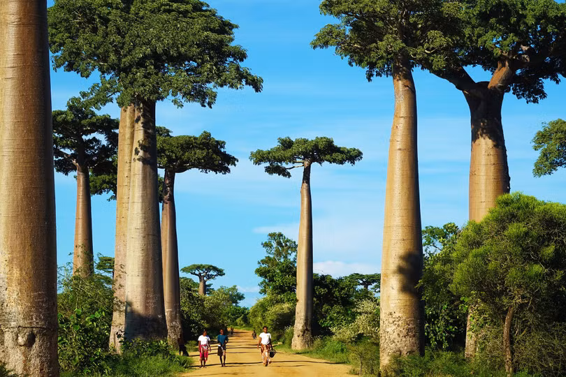 Đại lộ cây mọc ngược 3.000 năm tuổi tựa cảnh đẹp ở hành tinh khác