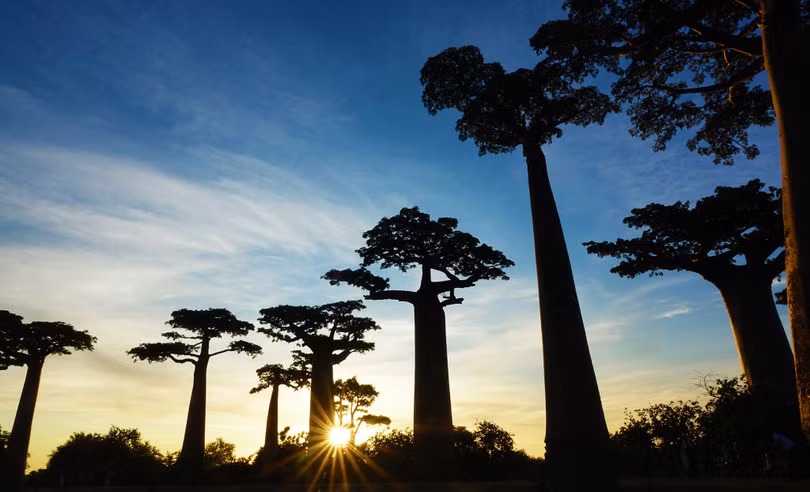 Đại lộ cây mọc ngược 3.000 năm tuổi tựa cảnh đẹp ở hành tinh khác