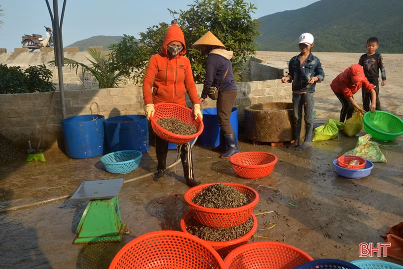 Vui như “săn” ốc đinh trên bãi triều sông Vịnh