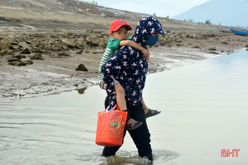 Vui như “săn” ốc đinh trên bãi triều sông Vịnh