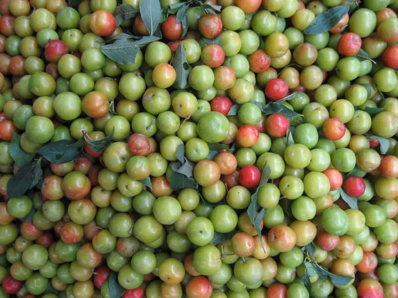 diem mat nhung loai man trung quoc co ban tren thi truong