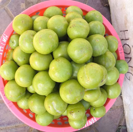 diem mat nhung loai man trung quoc co ban tren thi truong