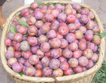 diem mat nhung loai man trung quoc co ban tren thi truong