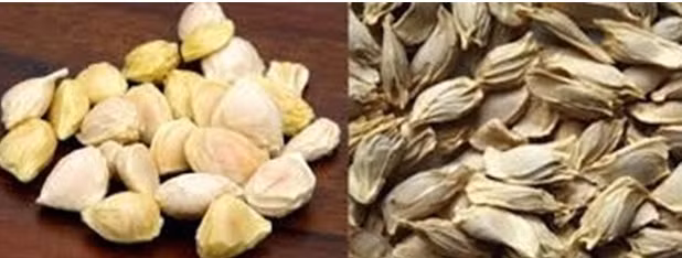 co the ban chua biet ve cong dung cua hat buoi