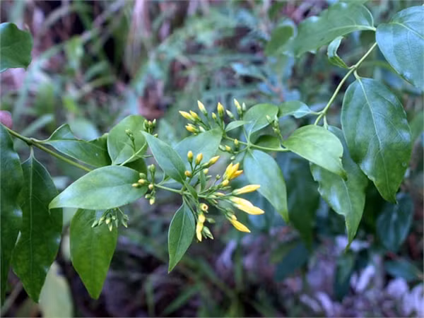 Cận cảnh loài cây “3 lá lấy một mạng người” ảnh 6