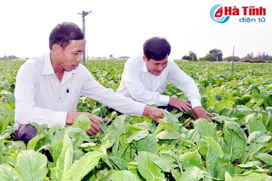 Trồng rau sạch ở HTX Rau - củ - quả Hà Trung (Cẩm Hòa - Cẩm Xuyên) Trồng rau sạch ở HTX Rau - củ - quả Hà Trung (Cẩm Hòa - Cẩm Xuyên)