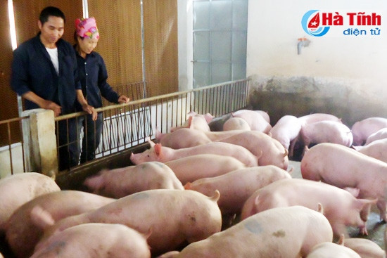 Mô hình chăn nuôi lợn liên kết của gia đình ông Mai Xuân Hạnh (xóm 2, xã Sơn Thọ - Vũ Quang) cho hiệu quả kinh tế cao. Mô hình chăn nuôi lợn liên kết của gia đình ông Mai Xuân Hạnh (xóm 2, xã Sơn Thọ - Vũ Quang) cho hiệu quả kinh tế cao.