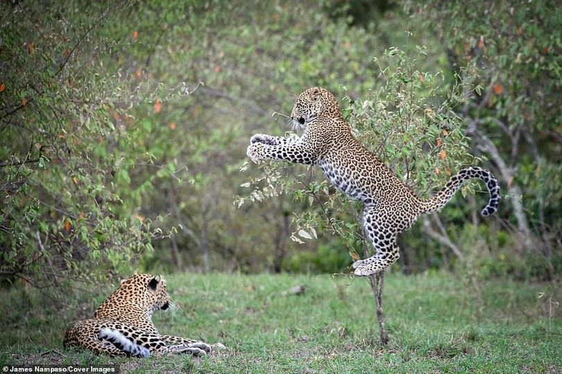 Cuộc sống dịu dàng và tàn khốc đối nghịch trên thảo nguyên