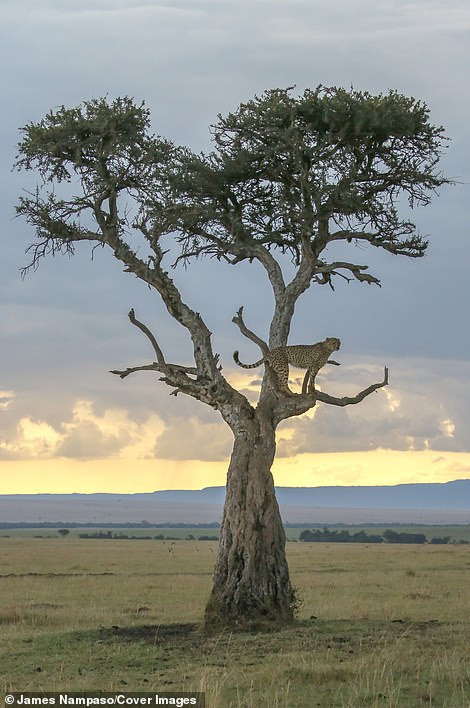 Cuộc sống dịu dàng và tàn khốc đối nghịch trên thảo nguyên