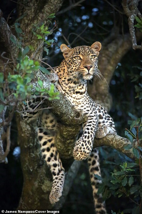 Cuộc sống dịu dàng và tàn khốc đối nghịch trên thảo nguyên