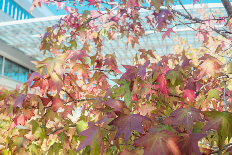 Nhật Bản đẹp mơ màng thời khắc chuyển mùa sang thu