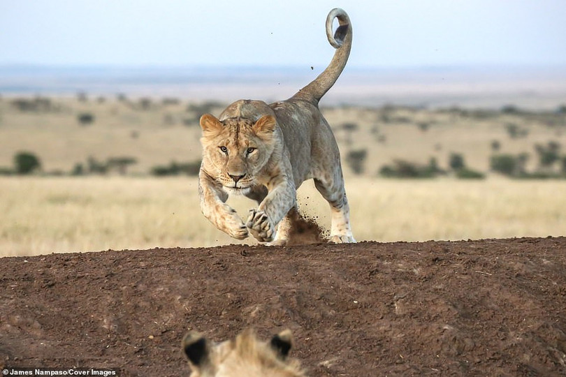 Cuộc sống dịu dàng và tàn khốc đối nghịch trên thảo nguyên
