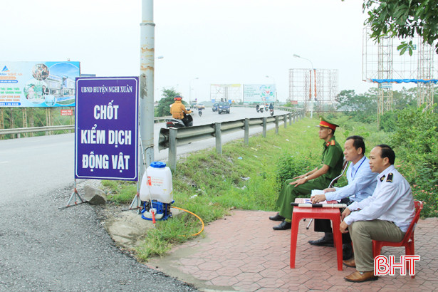Nghi Xuân: 63 con lợn chết bất thường, âm tính với dịch tả lợn châu Phi