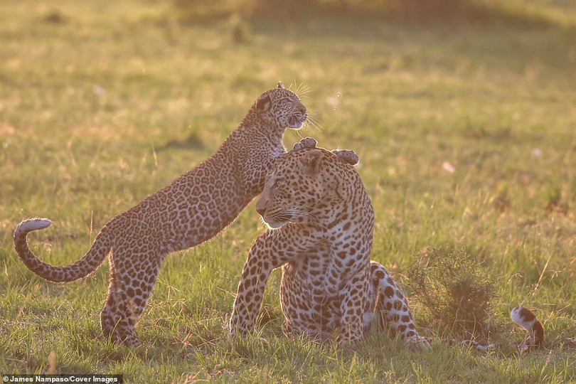 Cuộc sống dịu dàng và tàn khốc đối nghịch trên thảo nguyên