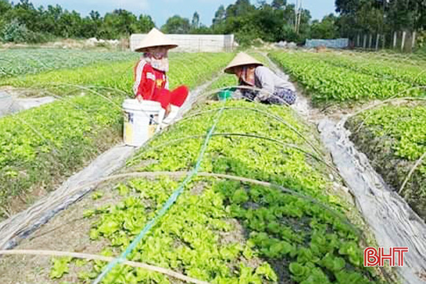 Lo thời tiết bất lợi, nông dân Hà Tĩnh không mặn mà với vụ đông