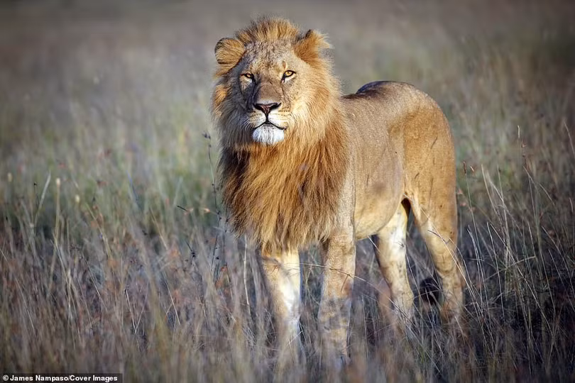 Cuộc sống dịu dàng và tàn khốc đối nghịch trên thảo nguyên