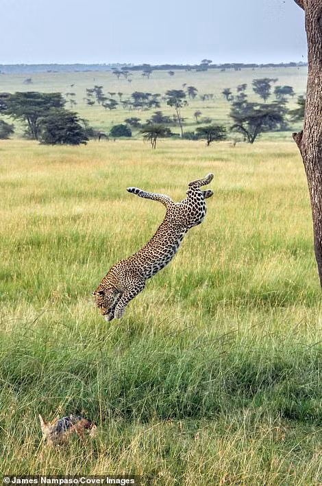 Cuộc sống dịu dàng và tàn khốc đối nghịch trên thảo nguyên