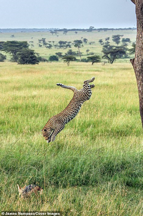 Cuộc sống dịu dàng và tàn khốc đối nghịch trên thảo nguyên