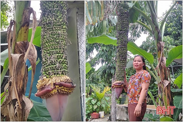 Buồng chuối trổ gần 350 nải chưa từng thấy ở huyện Hương Sơn