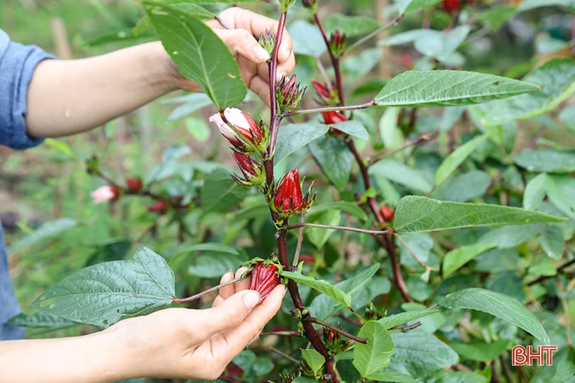 Hai nữ kỹ sư trẻ biến đồi hoang thành “đất thơ” ở Hà Tĩnh