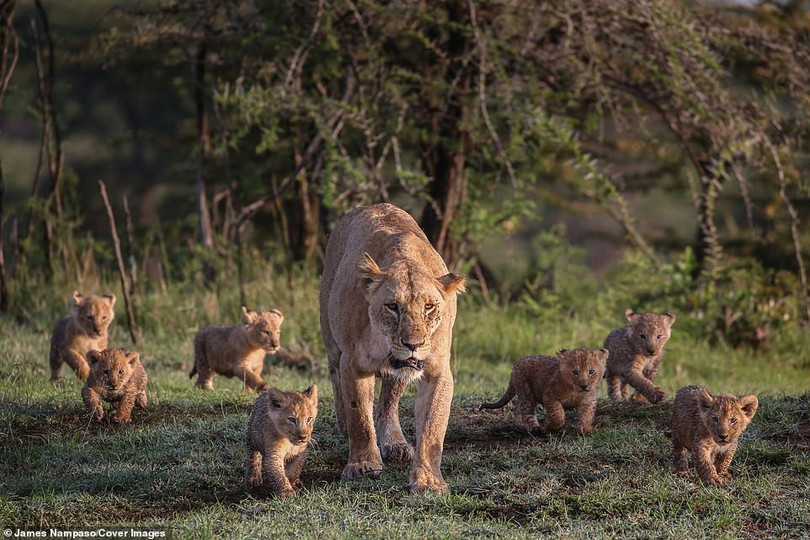 Cuộc sống dịu dàng và tàn khốc đối nghịch trên thảo nguyên